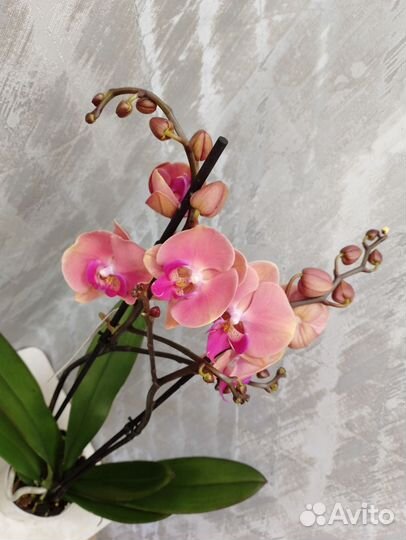 Цветущая орхидея Фелиция