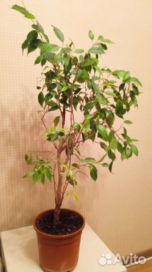 Фикус бенджамина Наташа