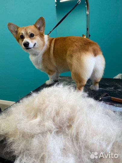 Стрижка кошек и собак