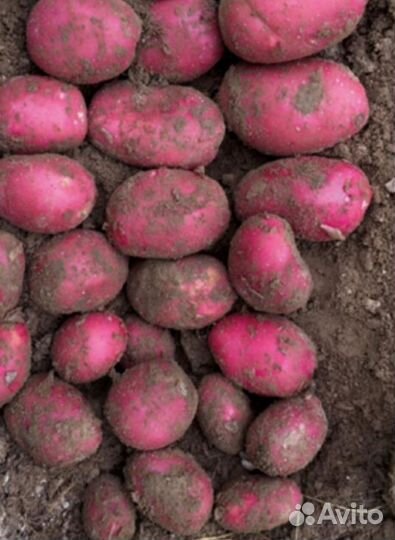 Продам картофель