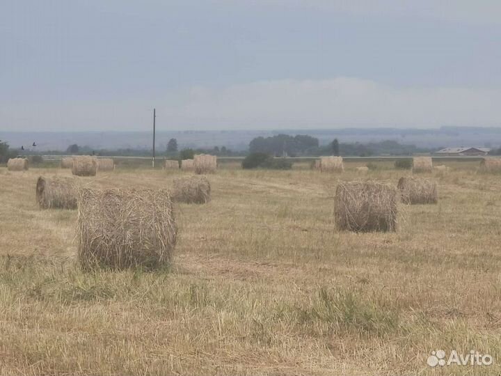 Сено в рулонах