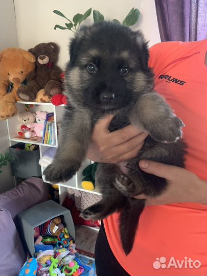 Щенки немецкой овчарки