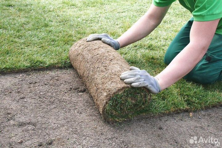 Газон рулонный, укладка газона на участке