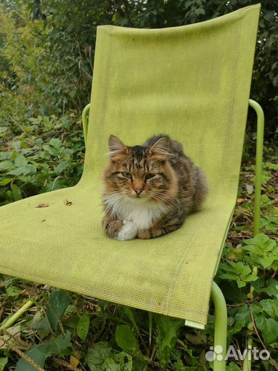 Котик в добрые руки