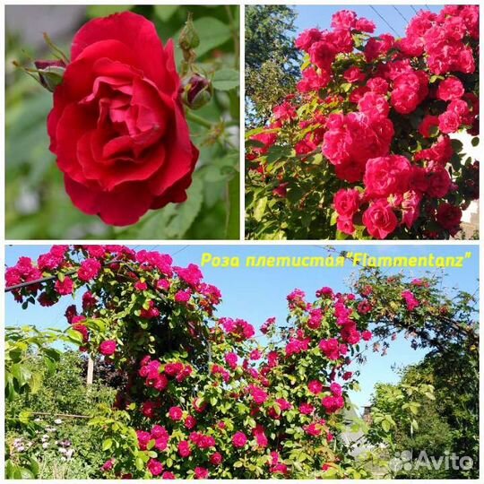 Розы корнесобственные