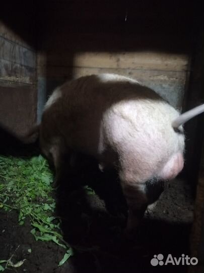 Продам кабана. 2 года