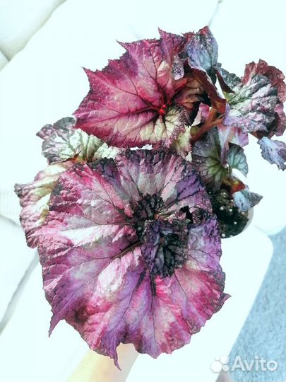 Бегония сатин шел