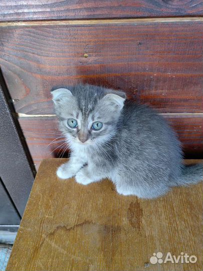Котятки в добрые руки