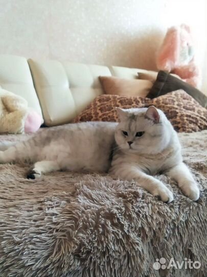 Британский кот