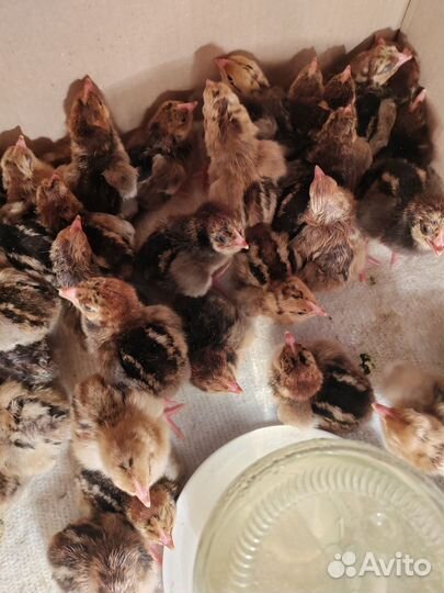 Цыплята кучинские и загорские