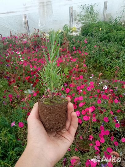 Лаванда Леди