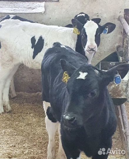 Телята бычки