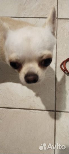 Рулетка, шлейка и поводок для щенкпг