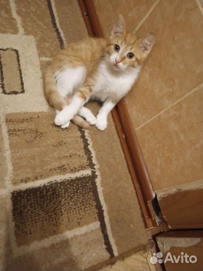 Котенок ярик