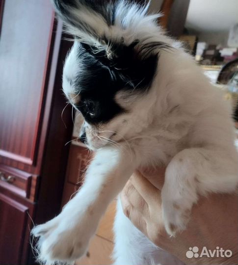 Щенки чихуахуа длинношерстные