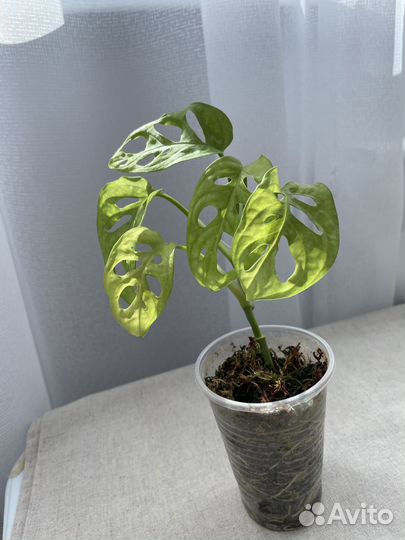 Алаказия Полли, Монстера Манки, Вуда