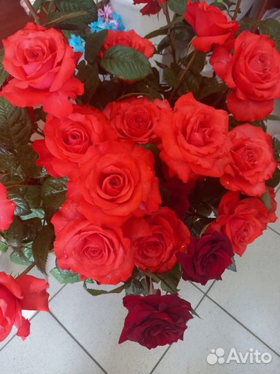 Местные розы