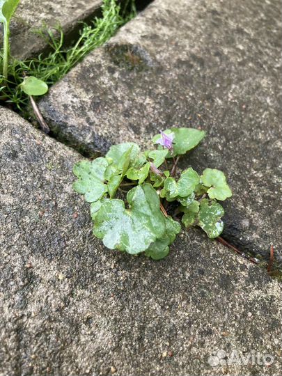 Цимбалярия