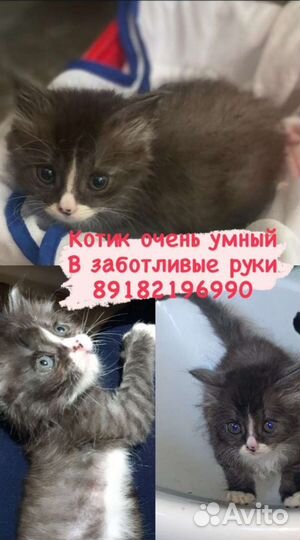 Котик в дар