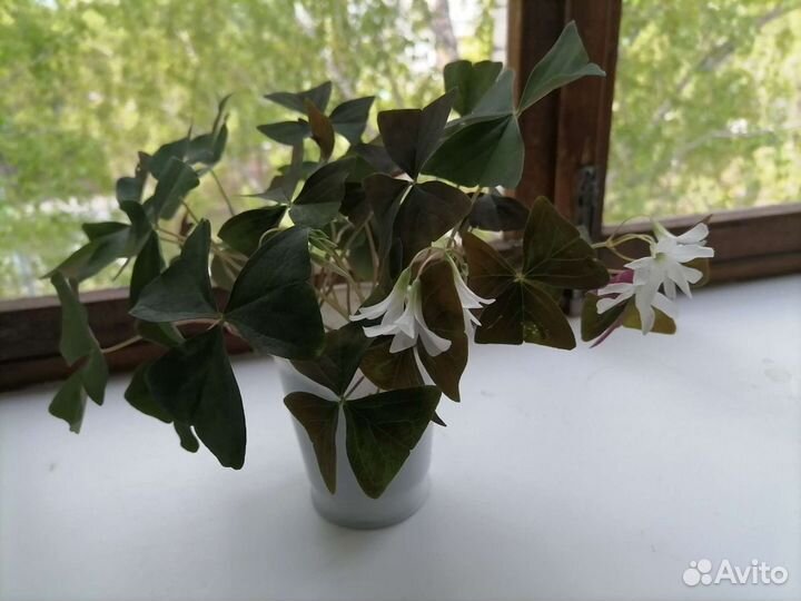 Оксалис (кислица)