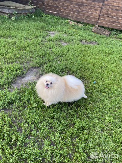 Померанский шпиц вязка