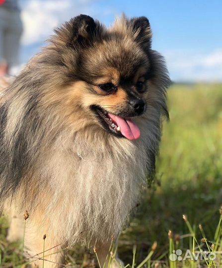 Померанский шпиц вязка