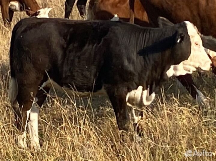 Телочки породы герефорд подсосные упитанные
