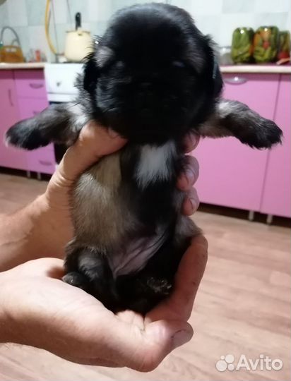 Щенки пекинеса