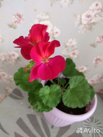Пеларгония герань