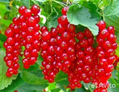 Саженцы красной смородины