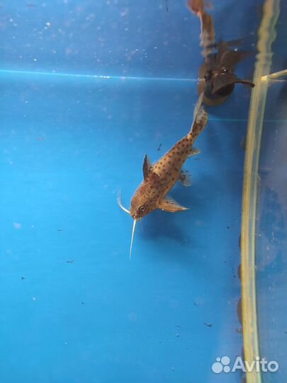 Синодонтис сом