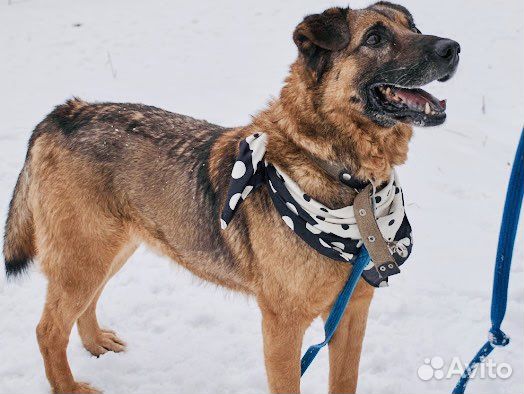 Джеффри не должен зачахнуть в приюте