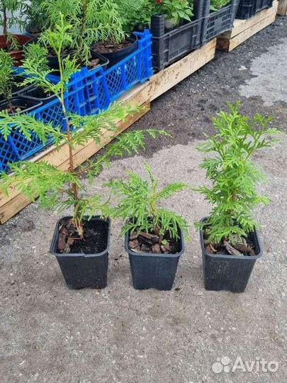 Туя брабант