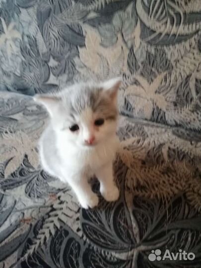 Котики бесплатно в добрые руки