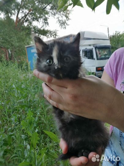 Кошка маленькая