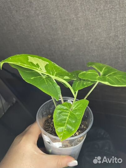 Сингониум panda white