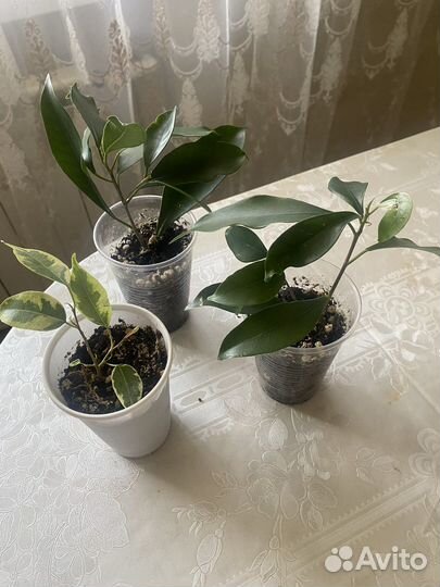 Комнатные цветы