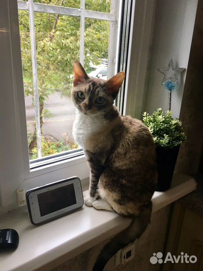 Девон-рекс кошка в добрые руки