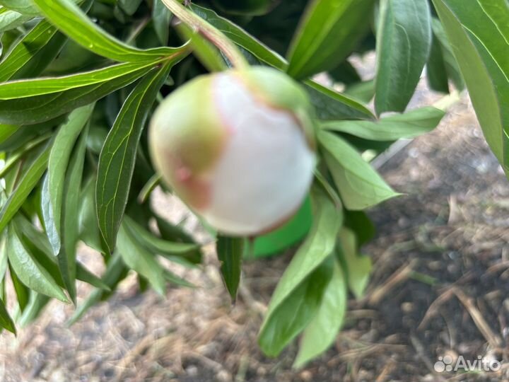 Корни пионов