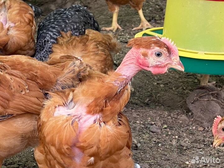 Голошейка молодки