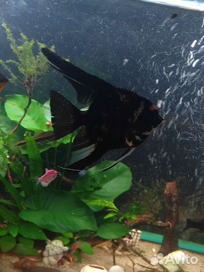 Аквариум на 200 литров