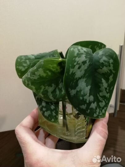 Сциндапсус расписной