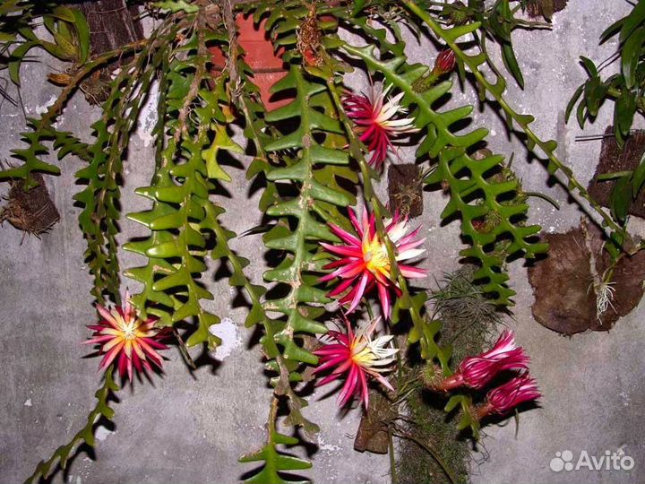 Лесной кактус Эпифилиум угловатый