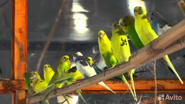 Молодеж волнистых попугаев и карелл опт