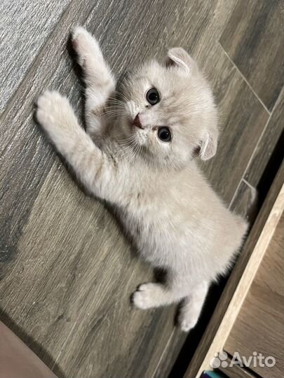 Шотландские котята