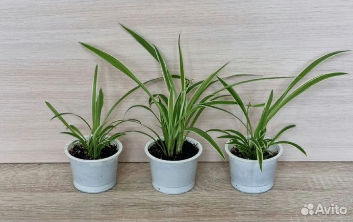 Хлорофитум