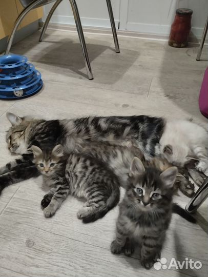 Котята в добрые руки