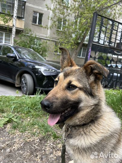 Молодая собачка ищет дом
