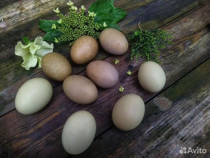 Куры цветные яйца