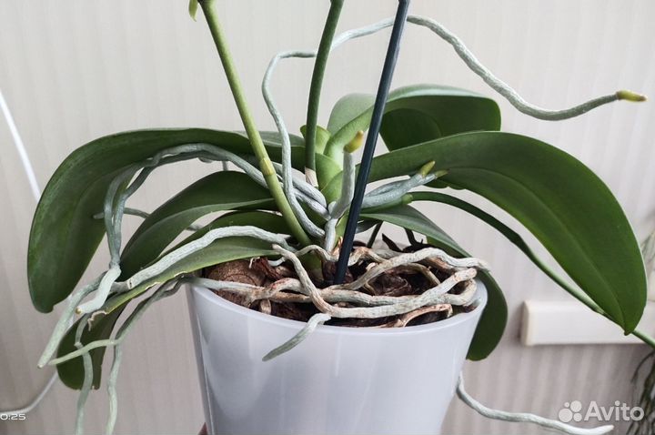 Орхидея фаленопсис дикий кот